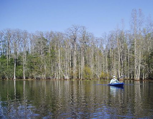 Okefenokee via kayak